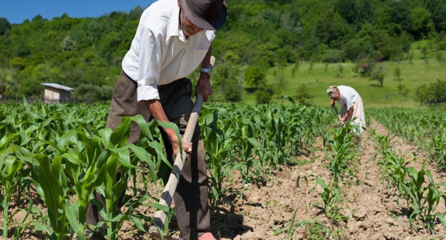 Sector agrícola. Foto: Agronline