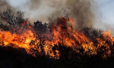 Entre julio y octubre en Córdoba se quemaron más de 2.000 kilómetros cuadrados de bosques. Foto: Fundación Mil Aves