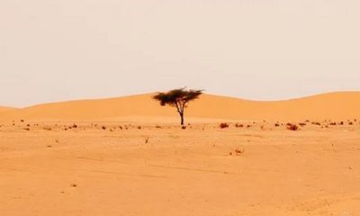 No se trata de bosques, sino de árboles solitarios. Foto: BBC