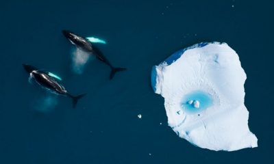 Este hielo fino ha disminuido un 95% en los últimos 33 años. Foto: BBC