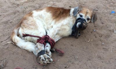 Abandonaron a un perro Foto: TW a una muerte lenta: Foto: