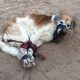 Abandonaron a un perro Foto: TW a una muerte lenta: Foto: