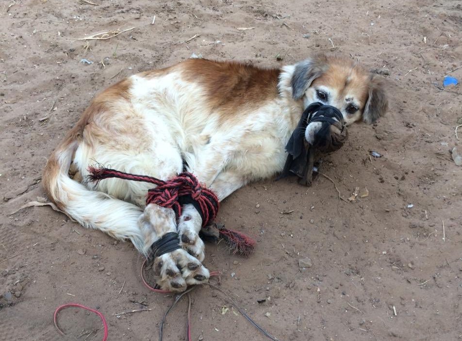 Abandonaron a un perro Foto: TW a una muerte lenta: Foto: