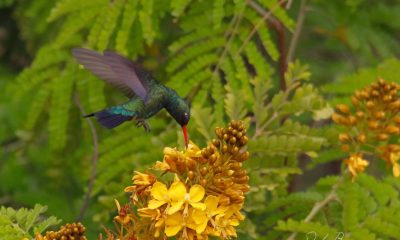 Fotografía de Paola Boggino, del Club de Observadores de Naturaleza - CON Paraguay