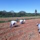 Acordaron la restructuración de G. 17.000 millones de la deuda del sector agrícola. Foto: IP