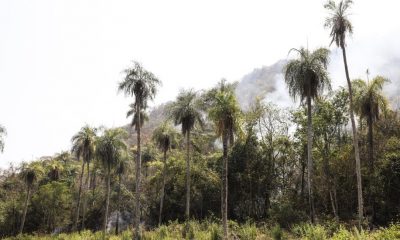 12 días de incendios en el Cerro Aquino de Caacupé. Foto: SEN