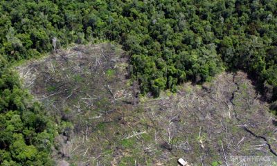 Paraguay es el segundo país que más bosque perdió en la región, después de Brasil, según el sistema satelital Global Forest Watch (GFW). Foto: GFW