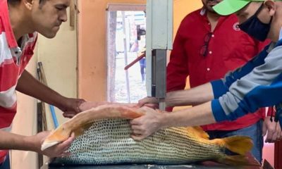 Jefe del Ambiente, Cirilo Romero, observa limpieza de peces. Foto Gentileza