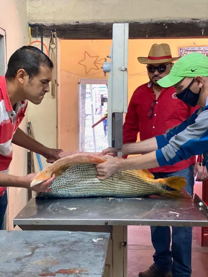 Jefe del Ambiente, Cirilo Romero, observa limpieza de peces. Foto Gentileza