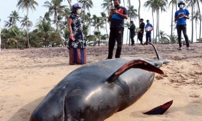 Cientos de voluntarios se unieron a las labores de rescate lideradas por los guardacostas y la marina. Foto: Dw