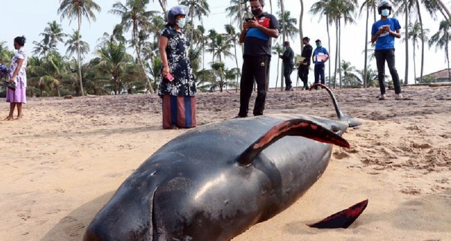 Cientos de voluntarios se unieron a las labores de rescate lideradas por los guardacostas y la marina. Foto: Dw