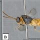 La nueva especie de avispa tiene la capacidad de parasitar a sus presas. Foto: Dw
