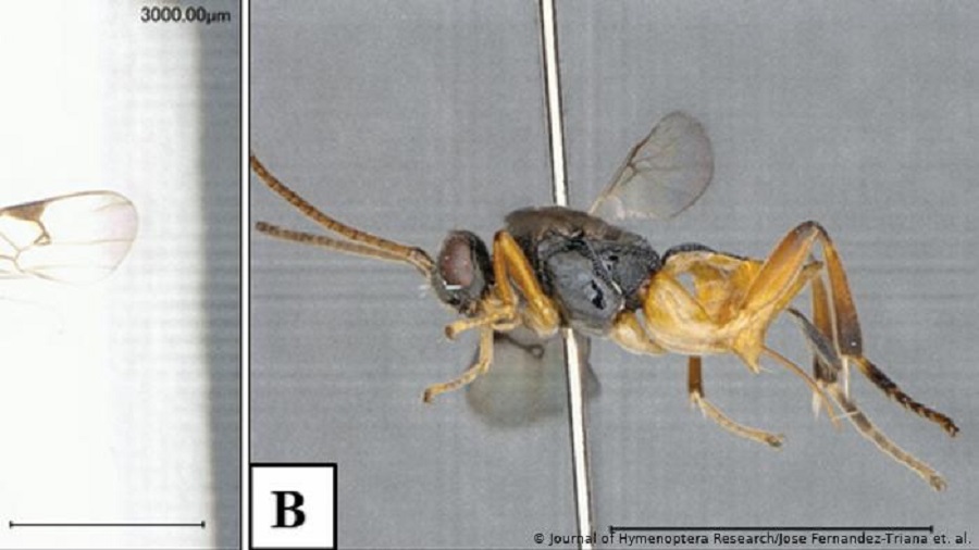 La nueva especie de avispa tiene la capacidad de parasitar a sus presas. Foto: Dw