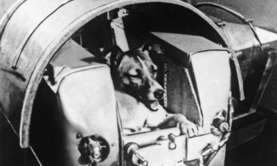 Fue lanzada en el satélite ruso Sputnik 2 el 3 de noviembre de 1957. Foto: BBC