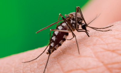 Mosquito Aedes aegipti transmisor del dengue. Foto: Agencia IP