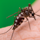 Mosquito Aedes aegipti transmisor del dengue. Foto: Agencia Ip