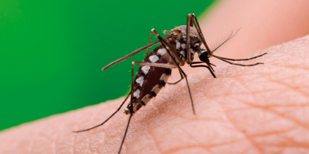 Mosquito Aedes aegipti transmisor del dengue. Foto: Agencia IP