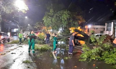 Árboles caídos derribaron alimentadores y ocasionaron destrozos. Foto: Municipalidad de Asunción.
