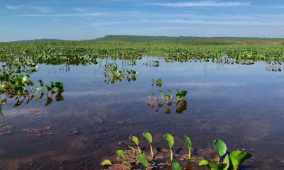 Humedales del Lago Ypacaraí. Foto: Gentileza