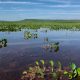 Humedales del Lago Ypacaraí. Foto: Gentileza