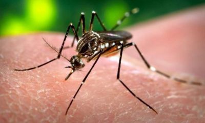 Mosquito Aedes aegypti responsable de la transmisión del dengue. Foto: Gentileza