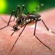 Mosquito Aedes aegypti responsable de la transmisión del dengue. Foto: Gentileza