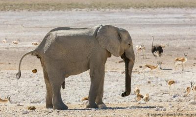 Un elefante africano, en Namibia. Foto: Dw