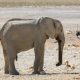 Un elefante africano, en Namibia. Foto: Dw