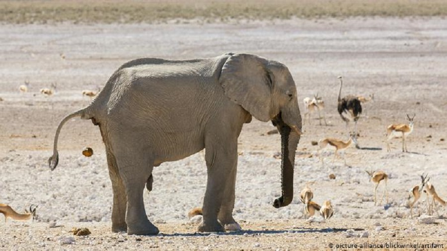 Un elefante africano, en Namibia. Foto: Dw