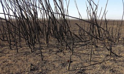 prohíbe la actividad de quema de pastizales y suspende "toda autorización o permiso de quema de vegetación. Télam