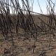 prohíbe la actividad de quema de pastizales y suspende "toda autorización o permiso de quema de vegetación. Télam