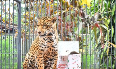 Los jaguaretés (Panthera onca) se deleitaron con un convite de corona navideña. Foto: Gentileza