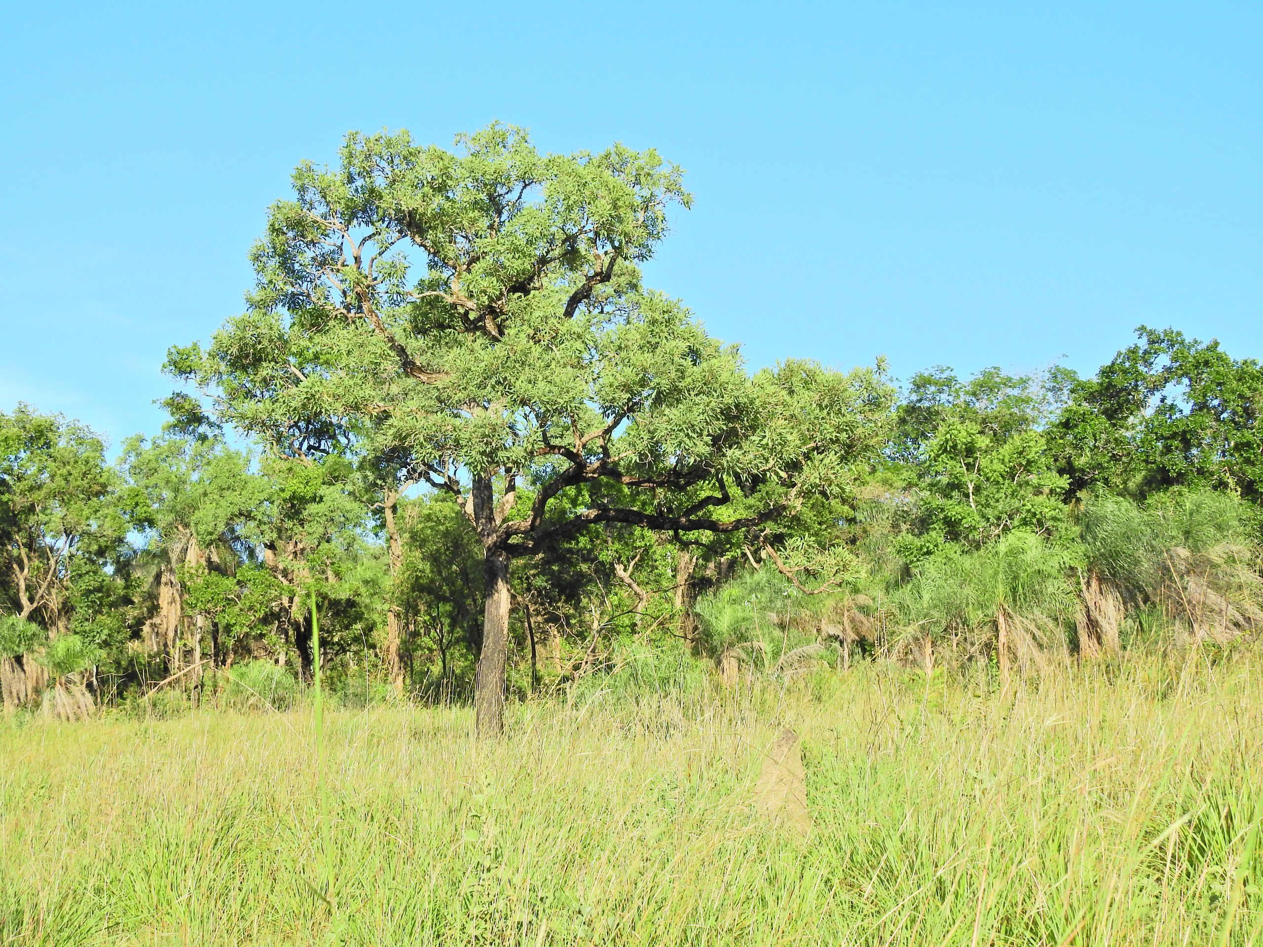 Los bosques tienen elementos dominantes y emergentes que permiten caracterizarlos. Alberto Yanosky