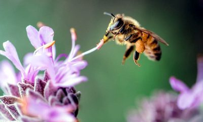 El término «biodiversidad» refleja la cantidad, la variedad y la variabilidad de los organismos vivos.