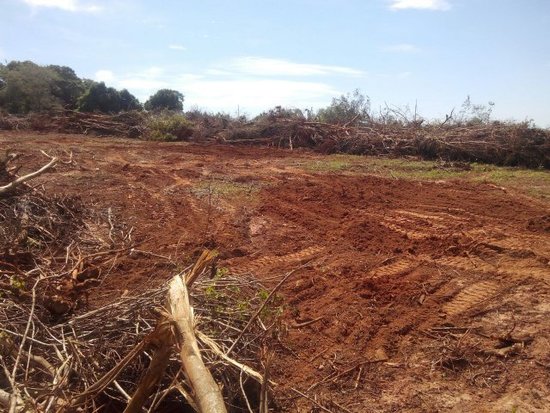 Ambientalistas y el INFONA abogan porque Dputados apruebe ley de "deforestación cero" este miércoles. Foto: Archivo