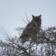 Ñacurutú - Búho (Bubo virginianus). Es la lechuza más grande que ocurre en el país. Sus orejas distanciadas son su marca de campo, además de su gran tamaño. Es más común en bosques y sabanas de la Región Occidental. Foto: Nicolás Cantero (Alto Paraguay, octubre 2019).