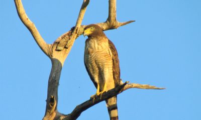 Taguató común - Yndaje (Rupornis magnirostris). Foto: Rebeca Irala.