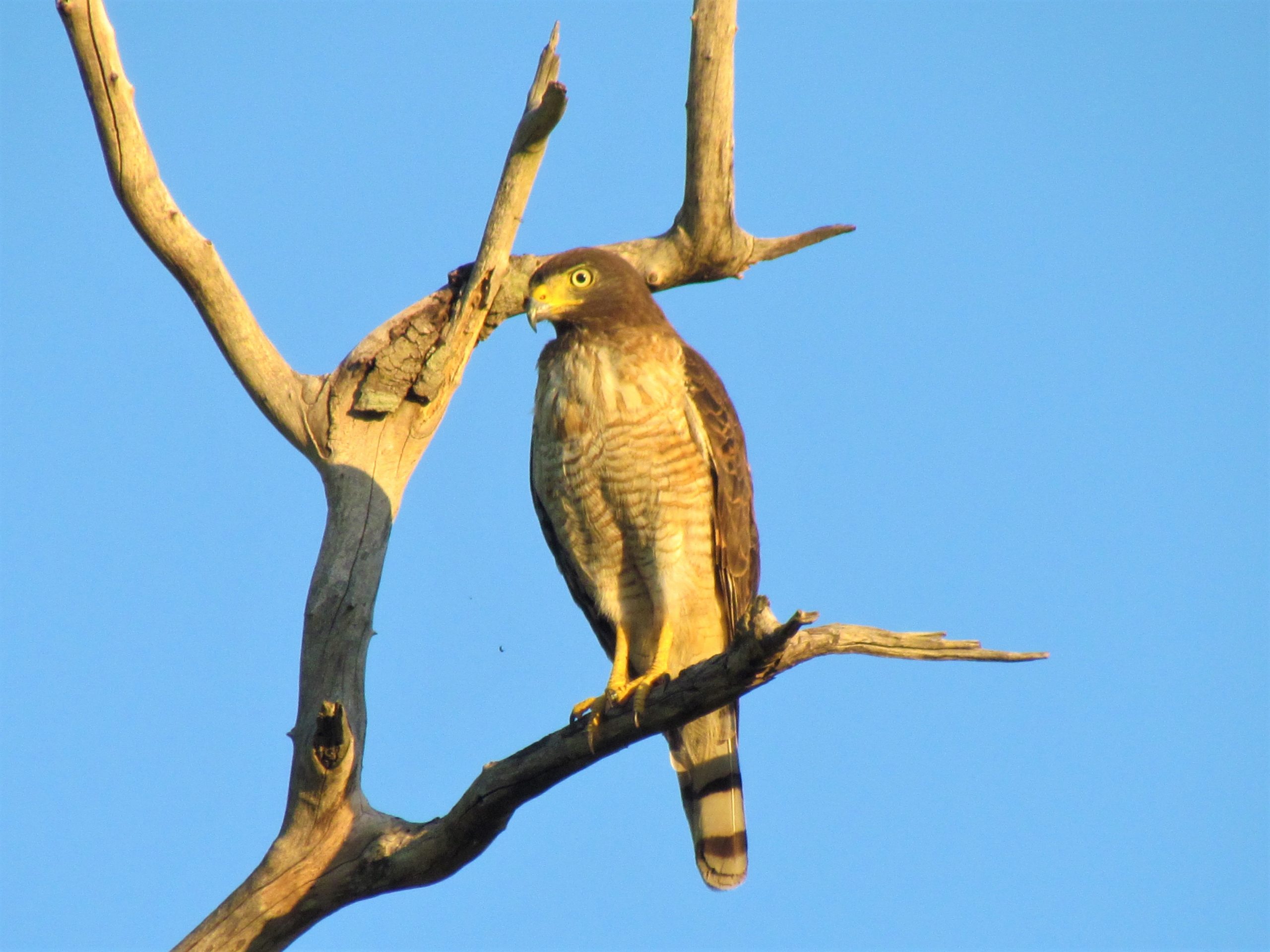 Taguató común - Yndaje (Rupornis magnirostris). Foto: Rebeca Irala.