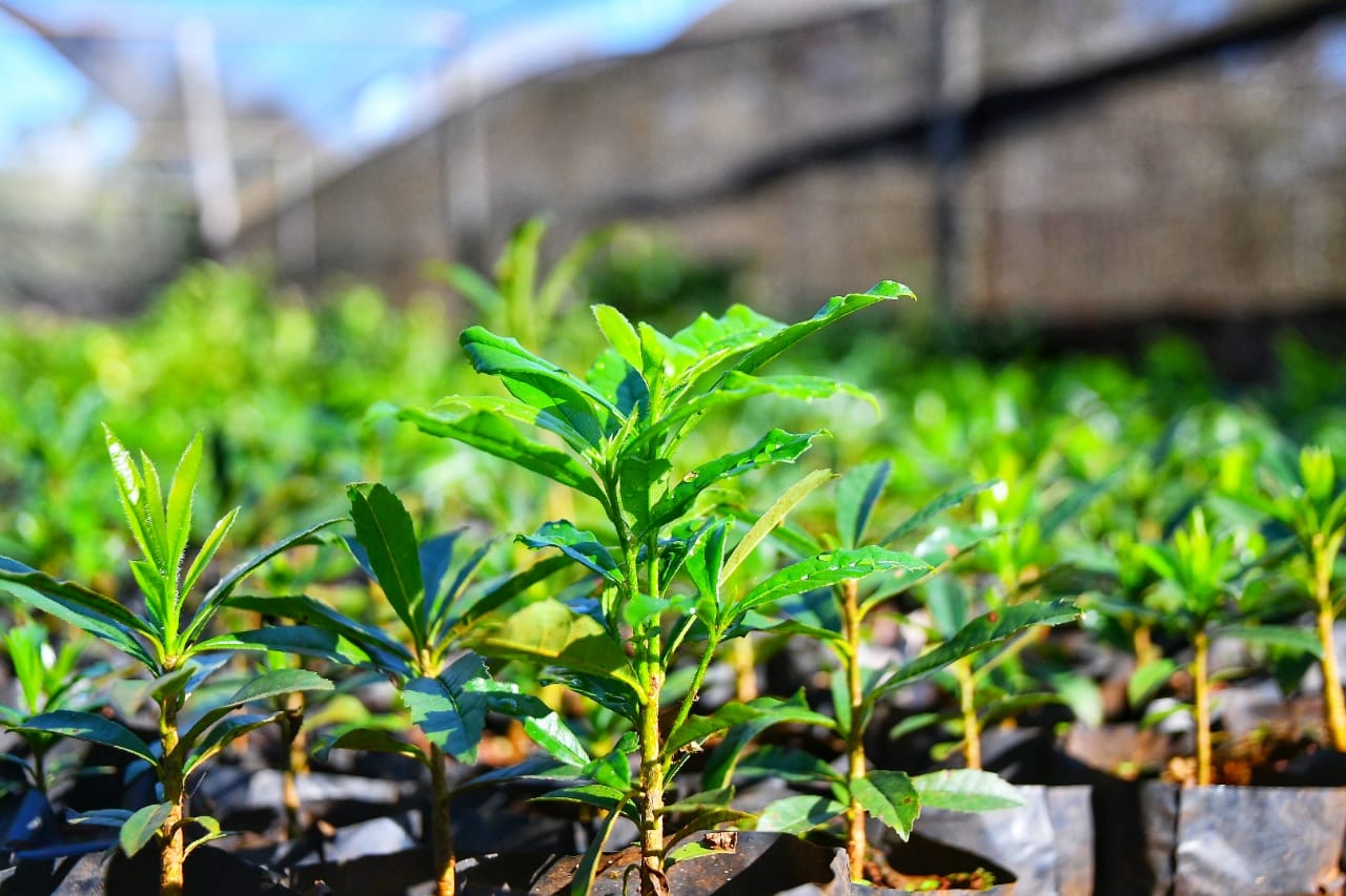 Plantines forestales y frutales. Foto: Gentileza