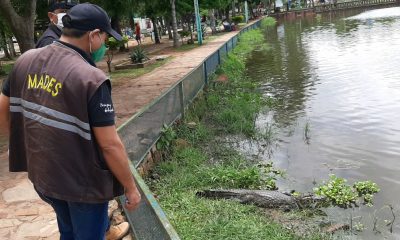 Técnicos del Mades intervinieron la comuna de Itá por manejo irregular de animales silvestres. Foto: Gentileza.