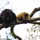 Mono aullador negro y dorado – Karaja (Alouatta caraya). Tanto el macho como la hembra presentan pelajes diferentes. Foto: Rebeca Irala (Villa Elisa, septiembre 2020)