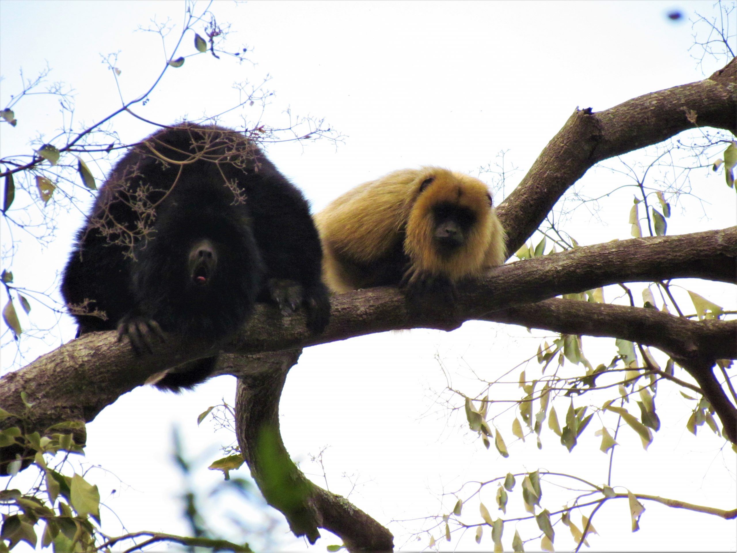 Mono aullador negro y dorado – Karaja (Alouatta caraya). Tanto el macho como la hembra presentan pelajes diferentes. Foto: Rebeca Irala (Villa Elisa, septiembre 2020)