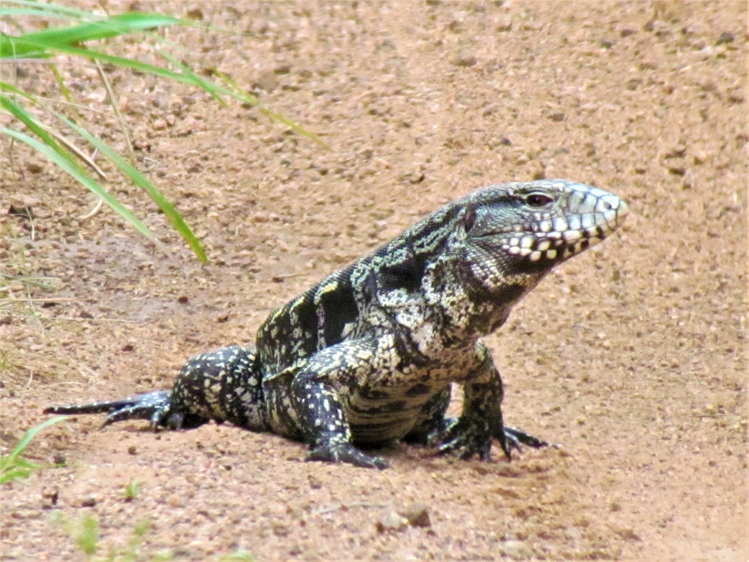 Teju guasu - Lagarto overo (Salvator merianae). Es uno de los lagartos más grandes del país. Foto: Rebeca Irala (Concepción, diciembre 2020)