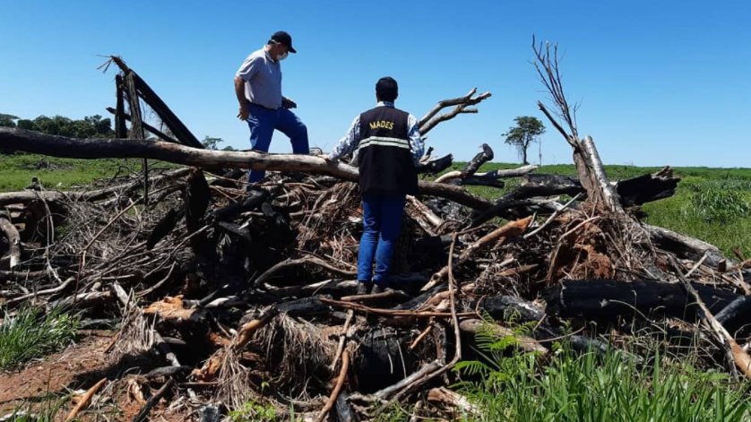 Más de 500 hectáreas de bosques fueron desmontadas ilegalmente en un establecimiento ganadero de San Pedro. Foto: MADES