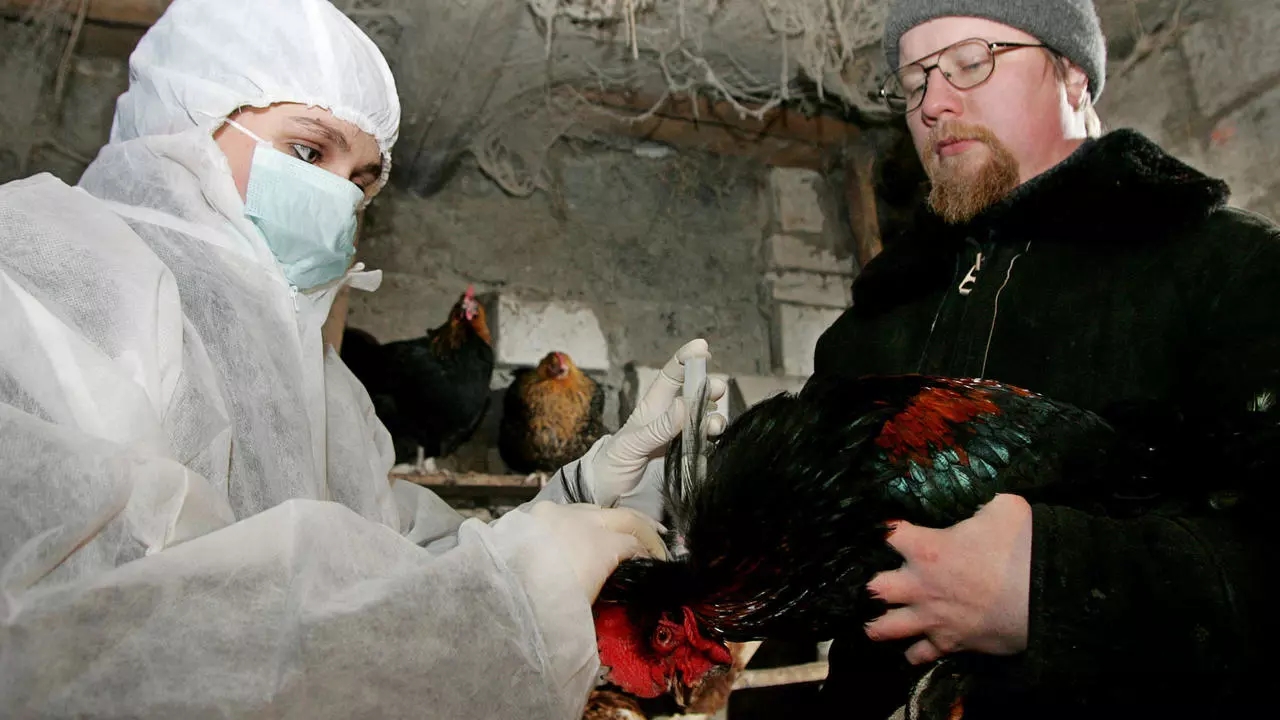 La gripe aviar fue detectada hace dos semanas.