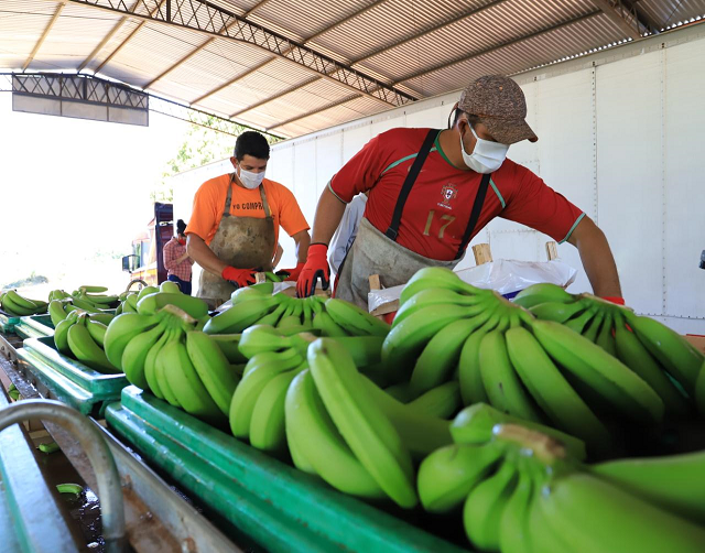 Rubro bananero. Foto: MAG