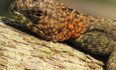Tejú tara -Tropidurus lagunablanca. Este género de lagartijas espinosas poco estudiadas que solamente ocurre en América del Sur. Es uno de los objetos de conservación del Parque Nacional Ybycuí. Foto: Rebeca Irala (Sapucái, septiembre 2020).