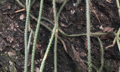 Existen varias especies de cactáceas que son epífitas, sólo mirar los árboles nativos con cortezas gruesas para apreciar a estos cactus que crecen sobre las ramas y cuelgan de los mismos. Foto: Alberto Yanosky