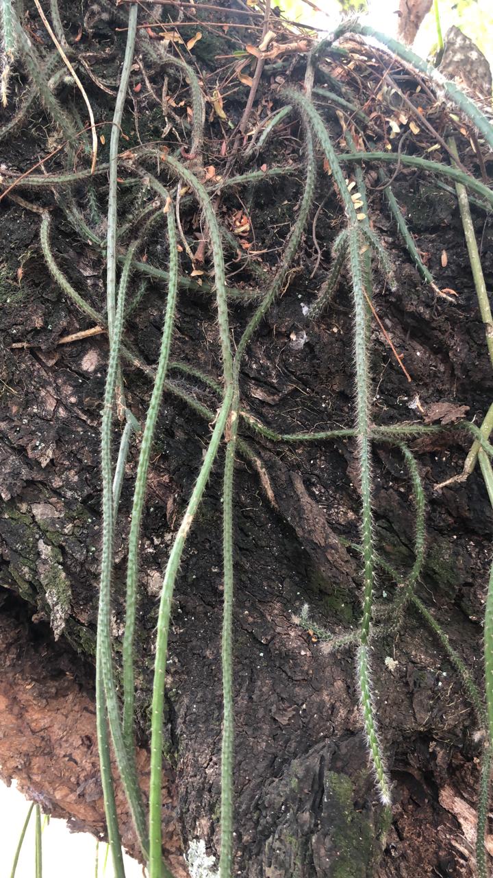 Existen varias especies de cactáceas que son epífitas, sólo mirar los árboles nativos con cortezas gruesas para apreciar a estos cactus que crecen sobre las ramas y cuelgan de los mismos. Foto: Alberto Yanosky