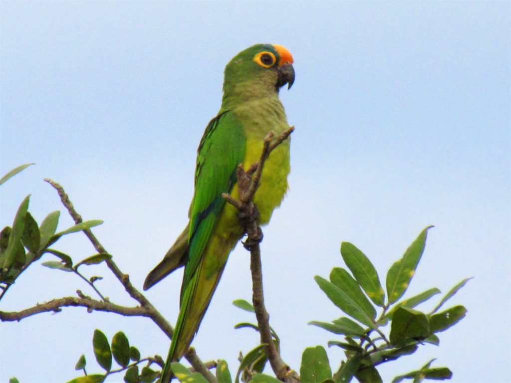 Maracaná frente dorada (Eupsittula aurea). Su llamativa frente naranja y periocular amarillo, no pasan desapercibidos, después de su ruidosa vocalización.